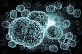 Immagine dell'articolo